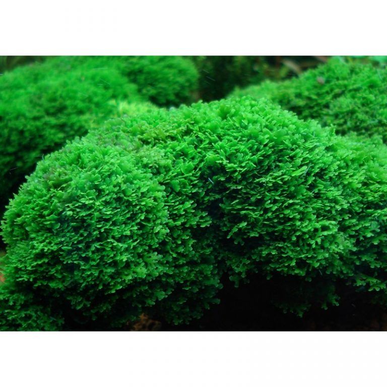 YASAM - Riccardia Chamedryfolia "Moss" on Pad Live Plant