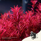 2Hr Aquarist - APT JAZZ Root Capsules 18/54pcs Aquarium Plant Fertilizer Root Tabs