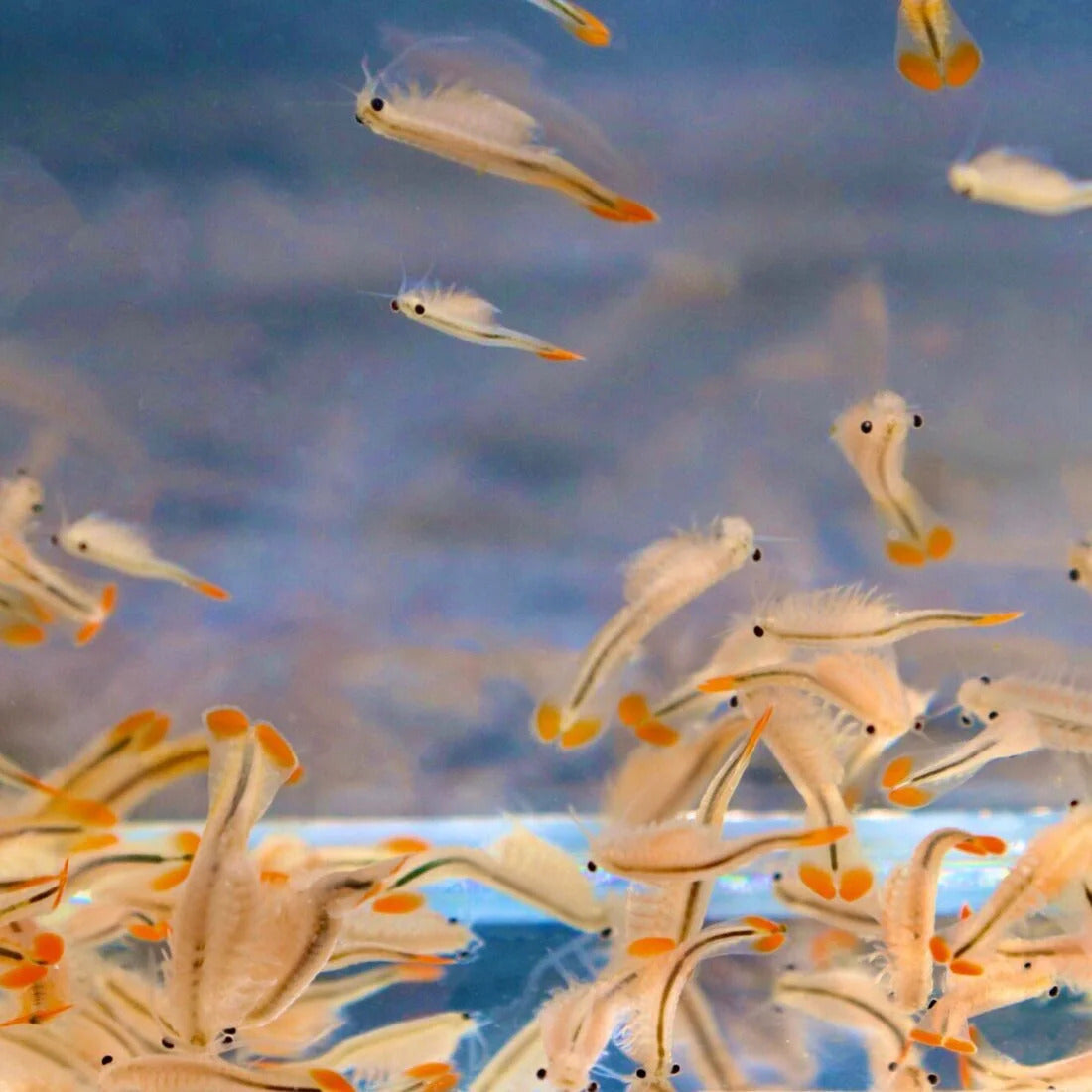 YASAM - Daphnia Rotifer Fairy Shrimp Moina Hatchable Live Feeder Food for Fries by Green Water Farm