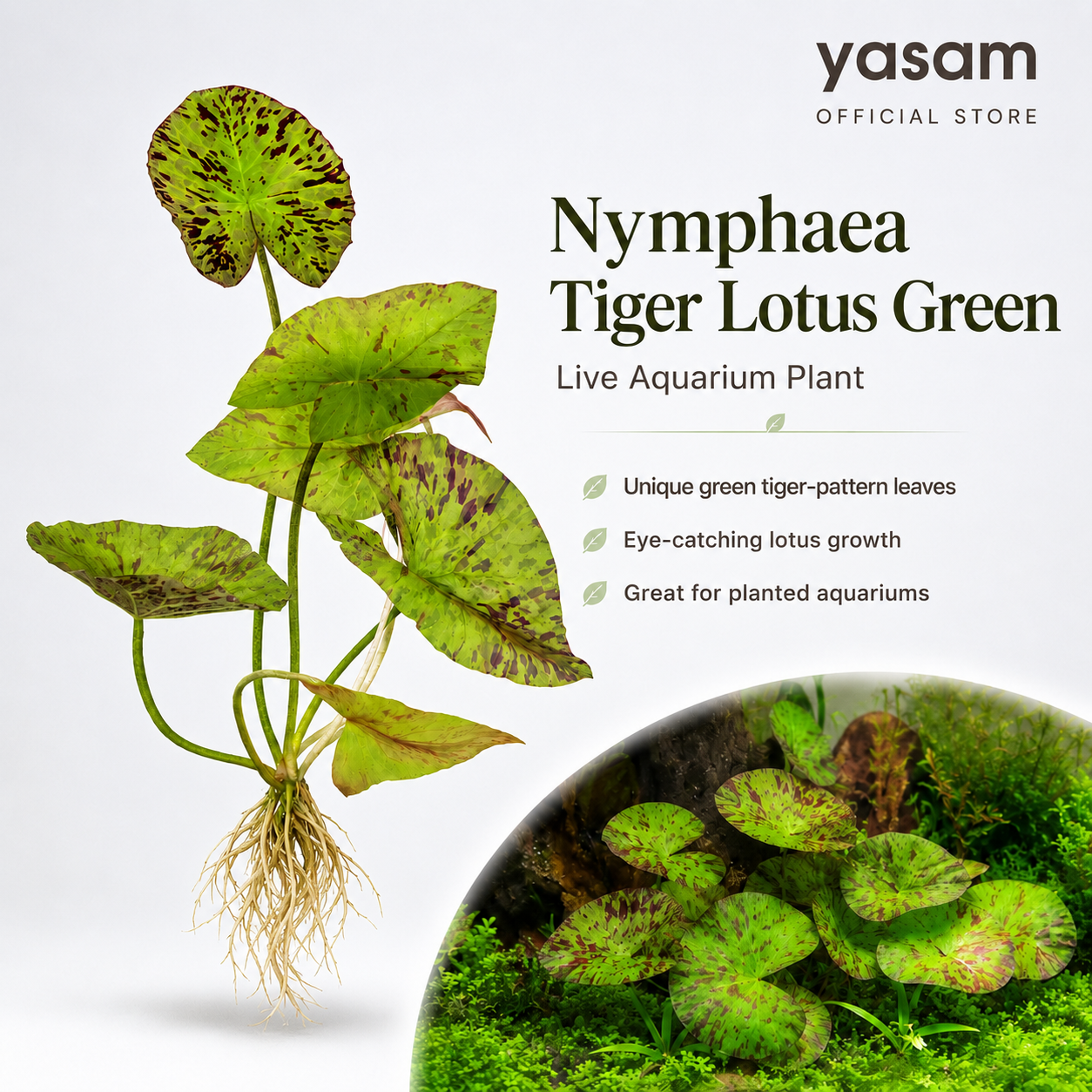 YASAM - Nymphaea Tiger Lotus Green Live Plant Underwater Lotus Good for Aquascape