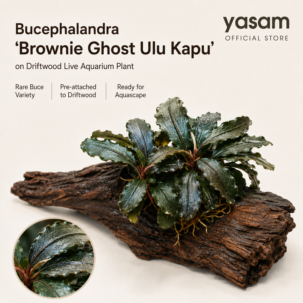 YASAM - Bucephalandra Brownie Ghost Ulu Kapu on Driftwood Live Aquarium Plant