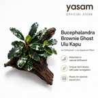 YASAM - Bucephalandra Brownie Ghost Ulu Kapu on Driftwood Live Aquarium Plant