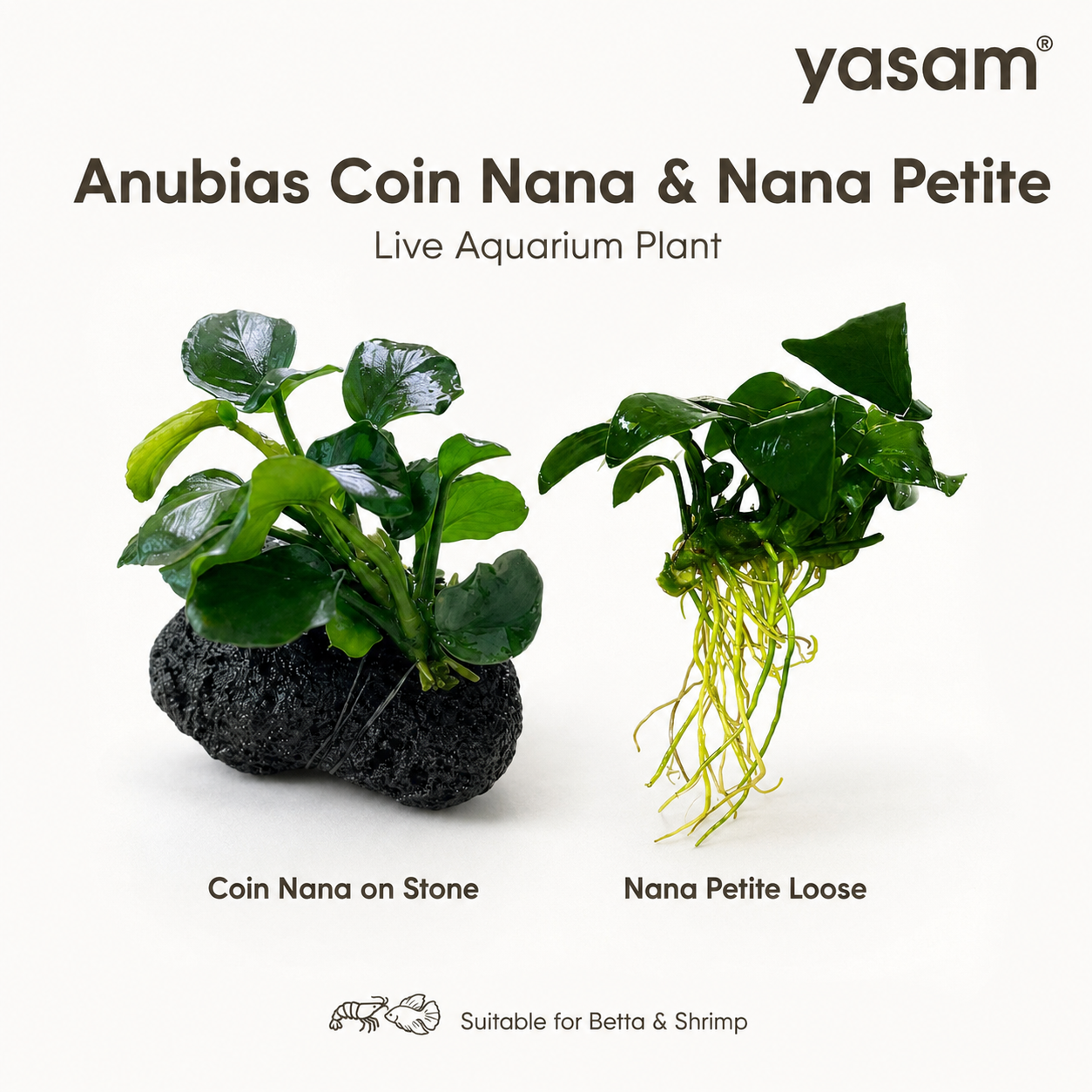 YASAM - Anubias coin nana di atas tanaman batu setinggi kira-kira 6-8cm