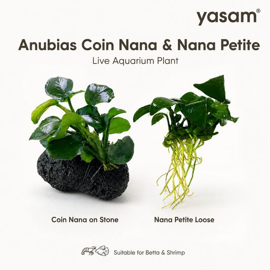 YASAM - Anubias coin nana on stone plant approx 6-8cm height