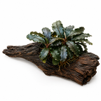 YASAM - Bucephalandra Brownie Ghost Ulu Kapu on Driftwood Live Aquarium Plant
