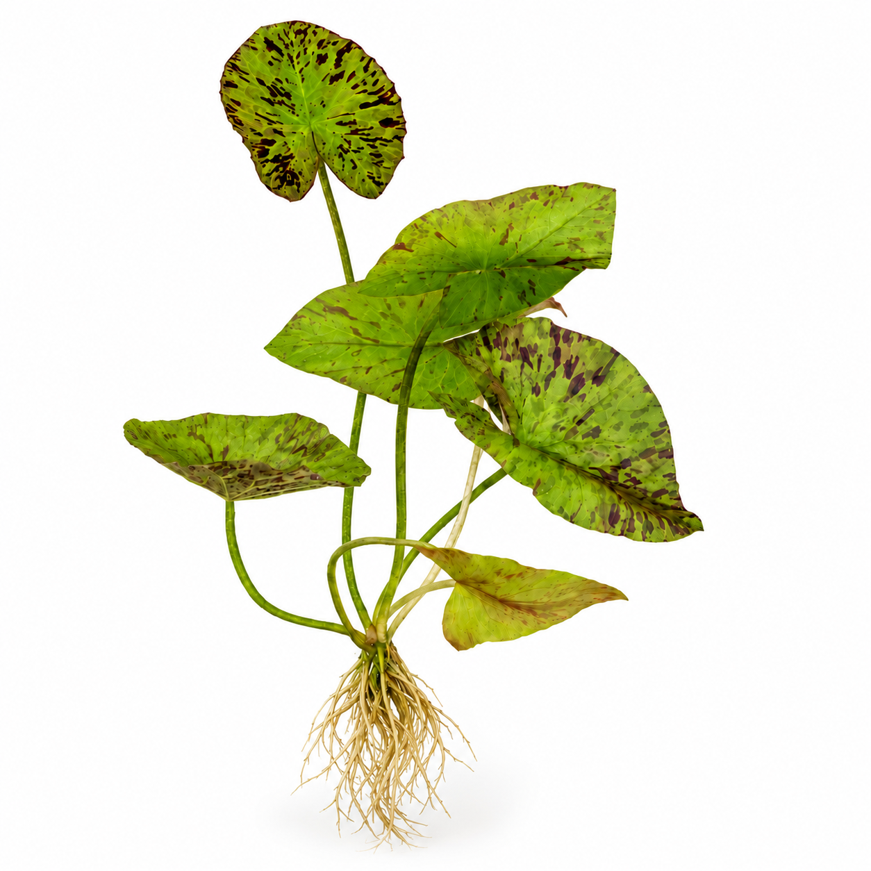 YASAM - Nymphaea Tiger Lotus Green Live Plant Underwater Lotus Good for Aquascape