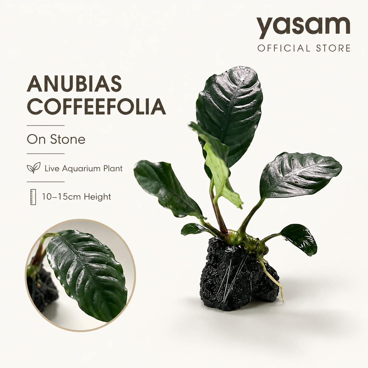 YASAM - Anubias Coffeefolia on Stone Live Plant