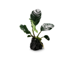 YASAM - Anubias Coffeefolia on Stone Live Plant