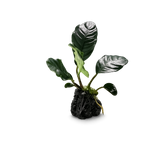YASAM - Anubias Coffeefolia on Stone Live Plant
