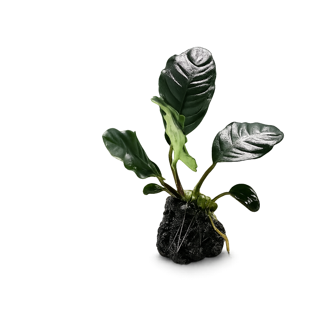 YASAM - Anubias Coffeefolia on Stone Live Plant