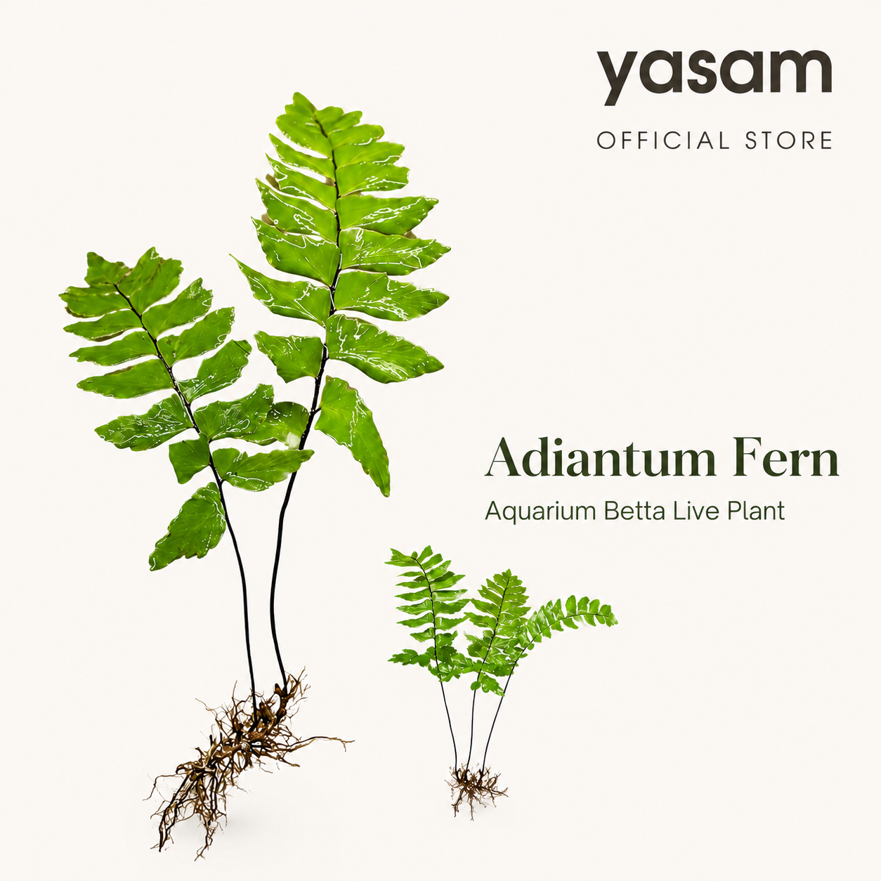 YASAM - Adiantum Fern Aquarium Betta Live Plant (At least 2 Stalks)