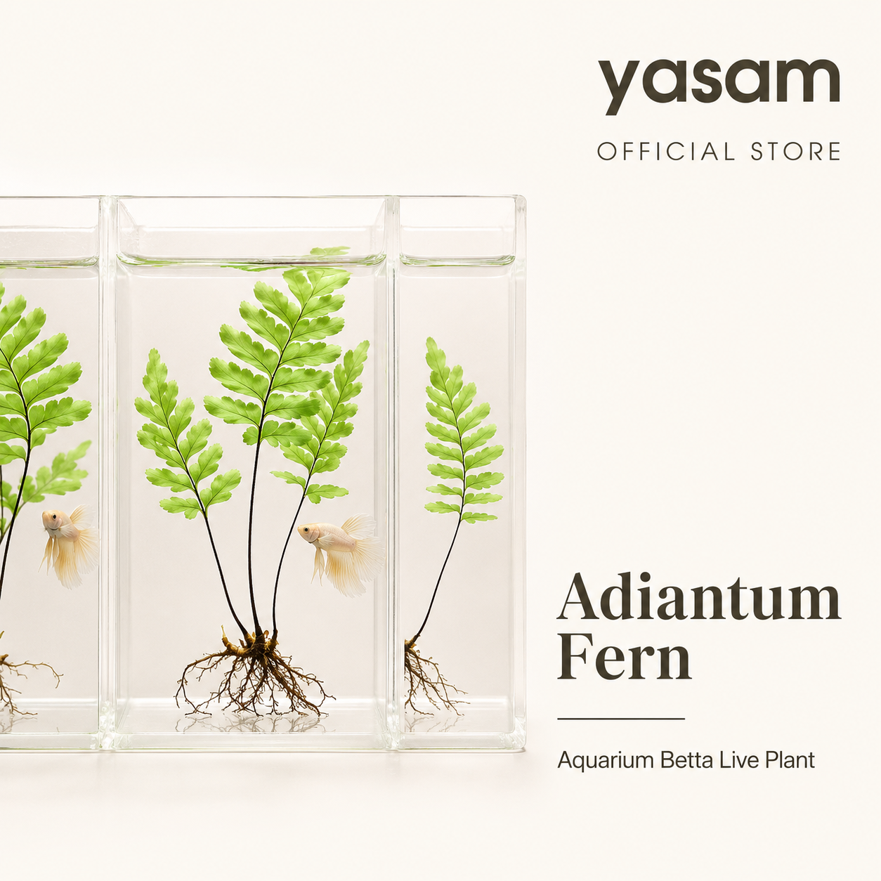 YASAM - Adiantum Fern Aquarium Betta Live Plant (At least 2 Stalks)