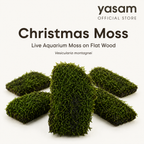 YASAM - Christmas Moss Live Aquarium Moss Vesicularia montagnei on flat Wood