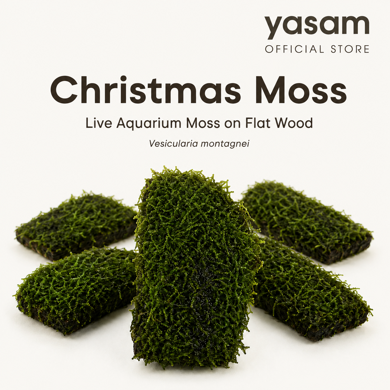 YASAM - Christmas Moss Live Aquarium Moss Vesicularia montagnei on flat Wood