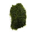 YASAM - Christmas Moss Live Aquarium Moss Vesicularia montagnei on flat Wood