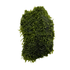 YASAM - Christmas Moss Live Aquarium Moss Vesicularia montagnei on flat Wood