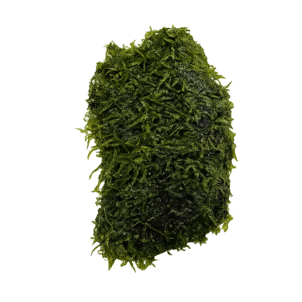 YASAM - Christmas Moss Live Aquarium Moss Vesicularia montagnei on flat Wood