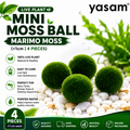 YASAM - Tanaman Hidup Lumut Mini Bola Lumut Marimo