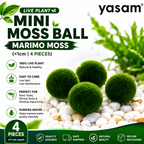 YASAM - Tanaman Hidup Lumut Mini Bola Lumut Marimo