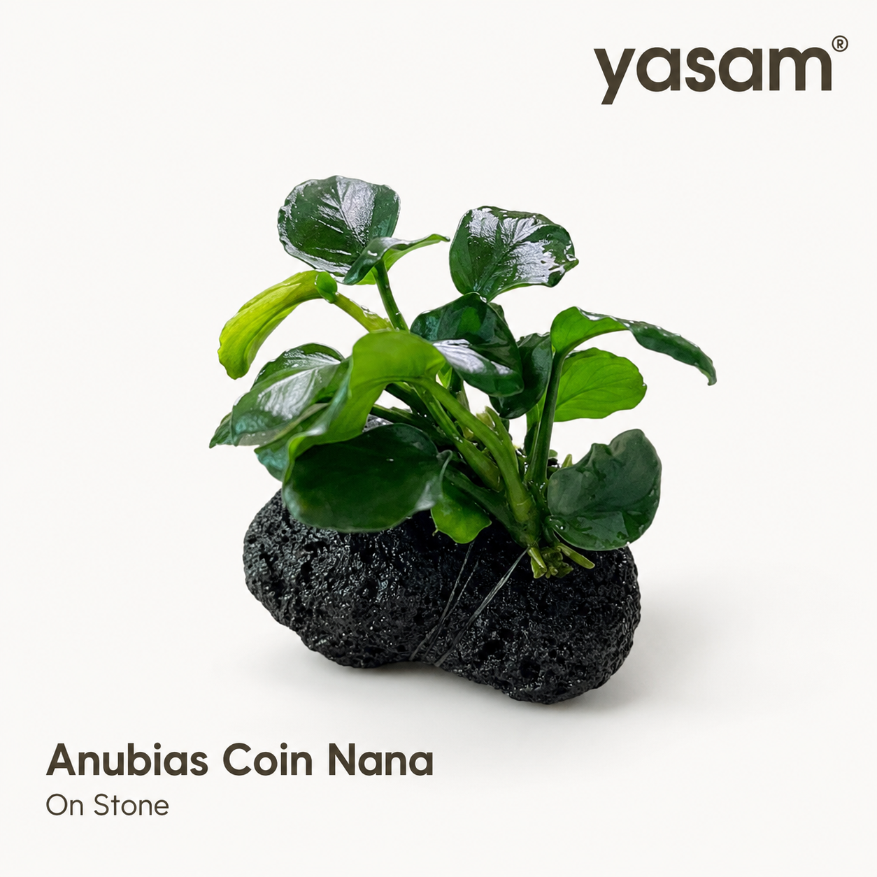 YASAM - Anubias coin nana di atas tanaman batu setinggi kira-kira 6-8cm