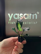 YASAM - Anubias Coffeefolia on Stone Live Plant