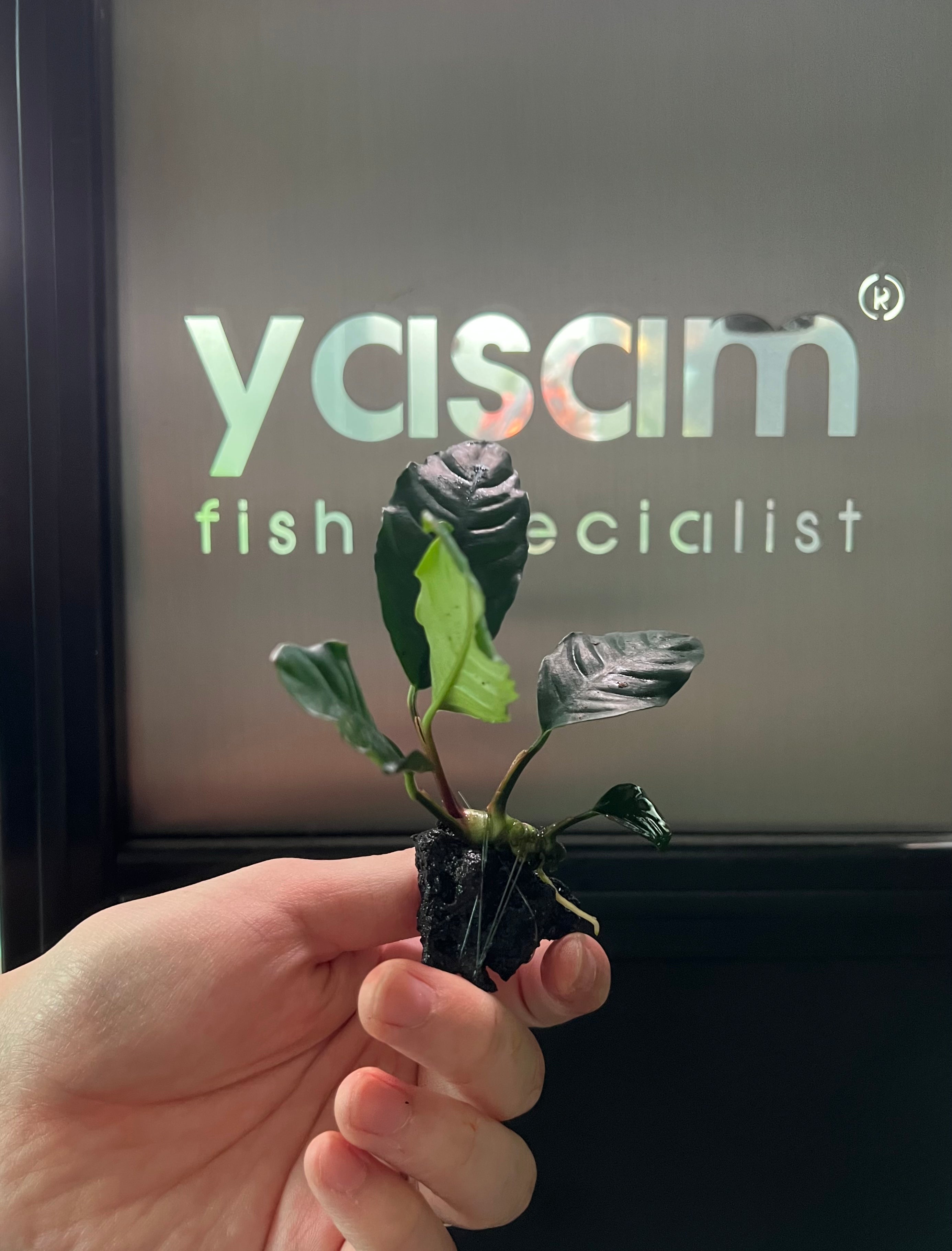 YASAM - Anubias Coffeefolia on Stone Live Plant