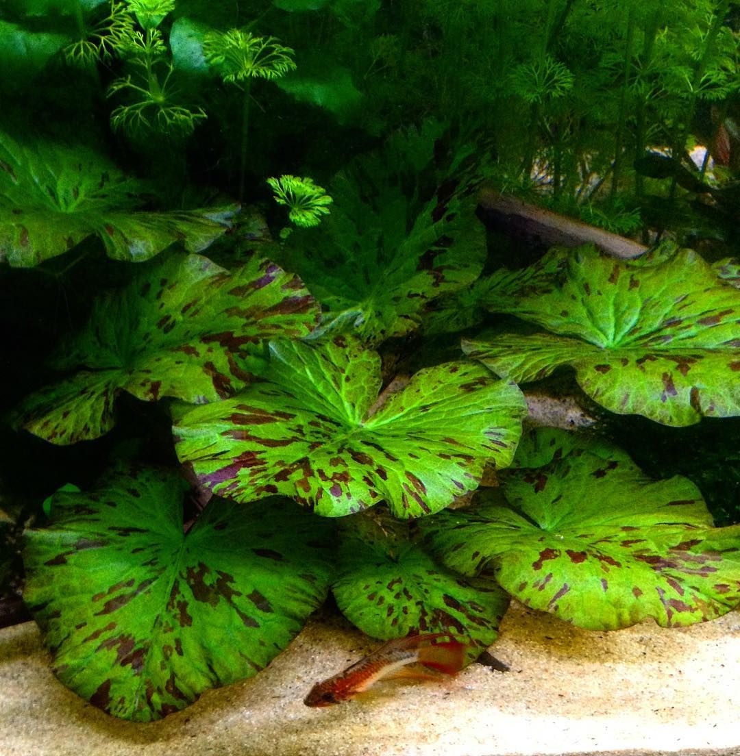 YASAM - Nymphaea Tiger Lotus Green Live Plant Underwater Lotus Good for Aquascape