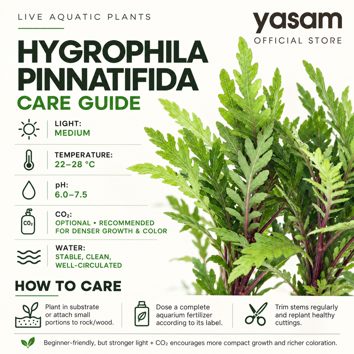 Yasam - Hygrophila Pinnatifida Easy Care Live aquatic aquarium plant Grown Submerged in Ceramic Ring