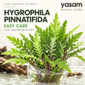 Yasam - Hygrophila Pinnatifida Easy Care Live aquatic aquarium plant Grown Submerged in Ceramic Ring