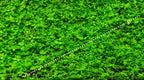 YASAM - Potted Carpeting Plants Micranthemum aka Monte Carlo (SG STORE Live Aquatic Plant)