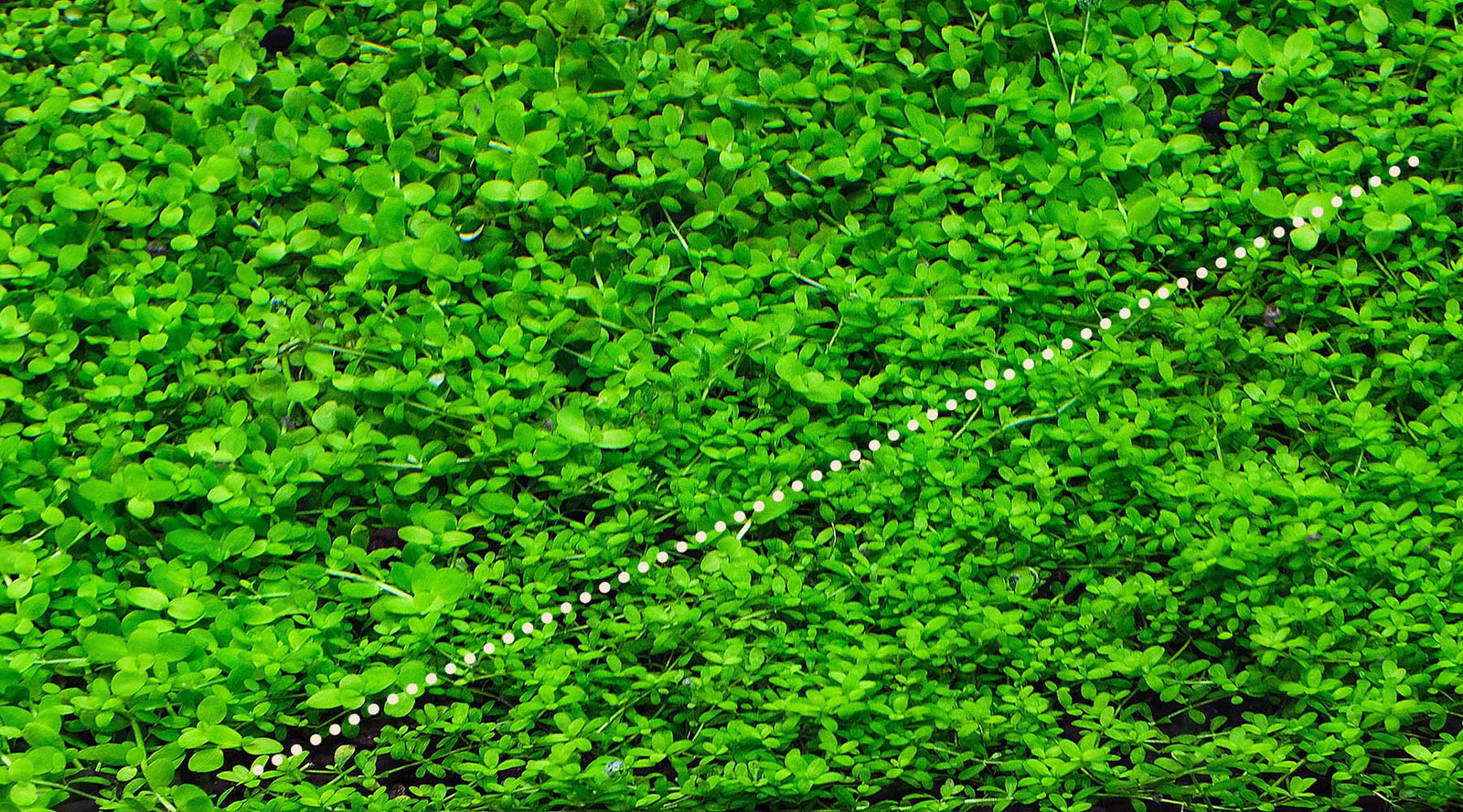 YASAM - Potted Carpeting Plants Micranthemum aka Monte Carlo (SG STORE Live Aquatic Plant)
