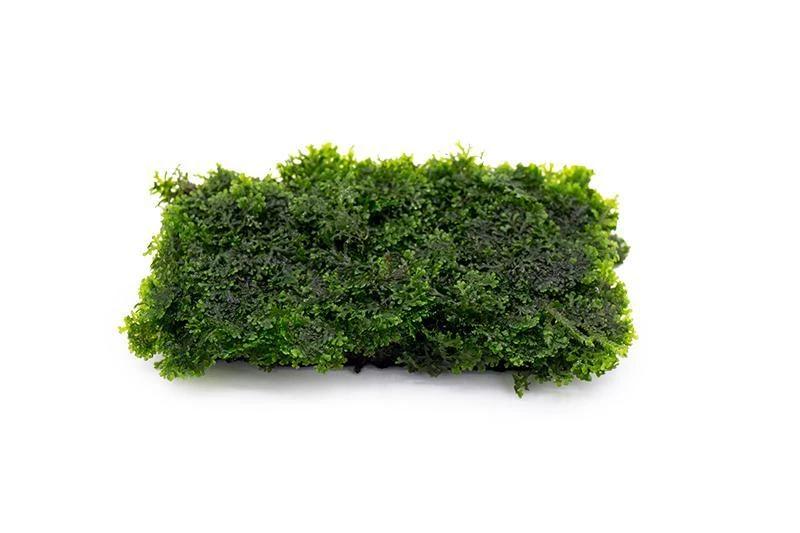 YASAM - Riccardia Chamedryfolia "Moss" on Pad Live Plant