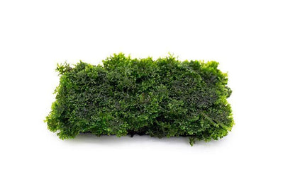 YASAM - Riccardia Chamedryfolia "Moss" on Pad Live Plant