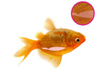 NT Labs - Swimbladder Treatment (100ml)
