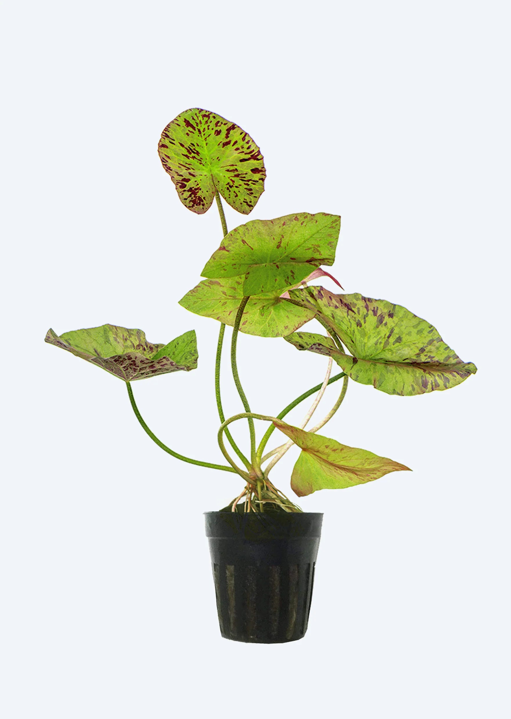 YASAM - Nymphaea Tiger Lotus Green Live Plant Underwater Lotus Good for Aquascape