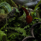 2Hr Aquarist APT DEW Foliar Spray Moss Fertilizer Terrarium Paludarium Indoor Plants