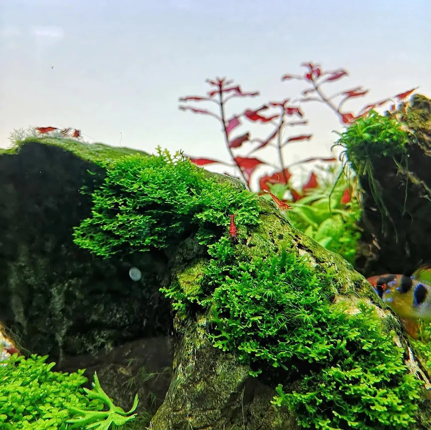 YASAM - Riccardia Chamedryfolia "Moss" on Pad Live Plant