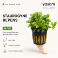 YASAM - Staurogyne Repens Live Aquarium Plant Foreground Carpet Aquascape Planted Tank in Pot