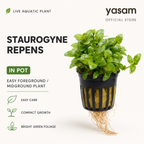 YASAM - Staurogyne Repens Live Aquarium Plant Foreground Carpet Aquascape Planted Tank in Pot