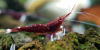 SL AQUA - NitroActive Sulawesi Shrimp Mineral 250ml / 500ml Water Conditioner Shrimp Supplement