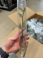 YASAM - Live Mangrove Shoot 15cm Aquarium Plant Naturalistic Aquascape Paludarium