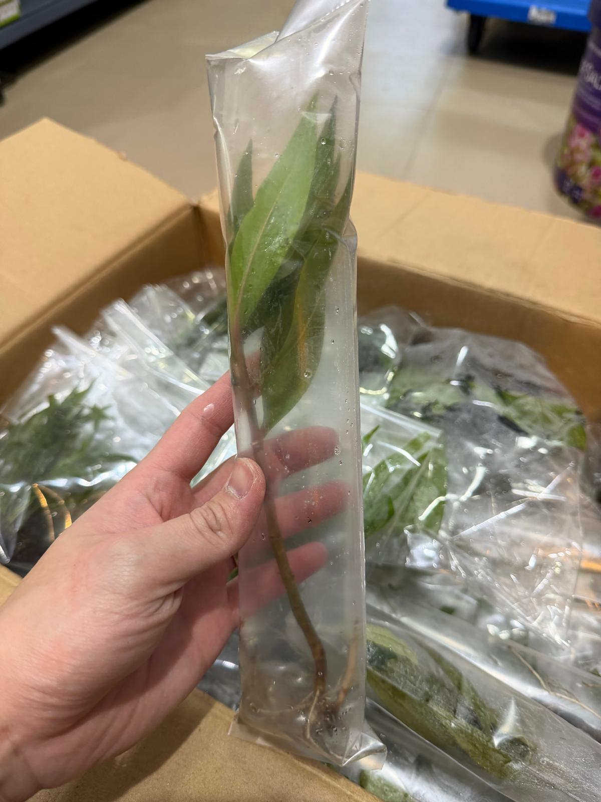 YASAM - Live Mangrove Shoot 15cm Aquarium Plant Naturalistic Aquascape Paludarium