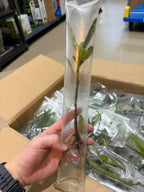 YASAM - Live Mangrove Shoot 15cm Aquarium Plant Naturalistic Aquascape Paludarium
