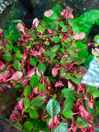 YASAM - Ludwigia Repens Super Red Live Aquarium Plant Red Stem Aquascape Planted Tank
