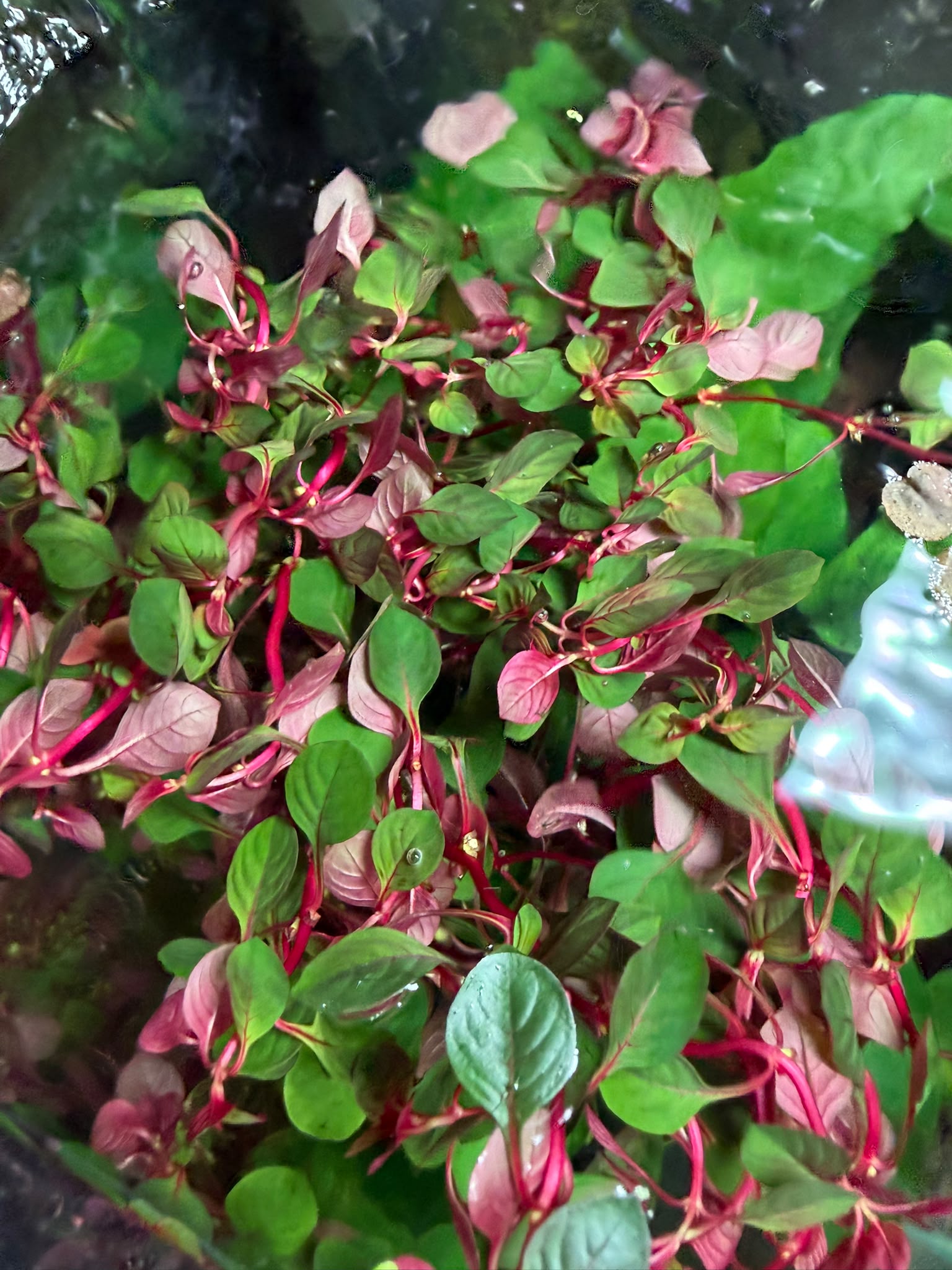 YASAM - Ludwigia Repens Super Red Live Aquarium Plant Red Stem Aquascape Planted Tank