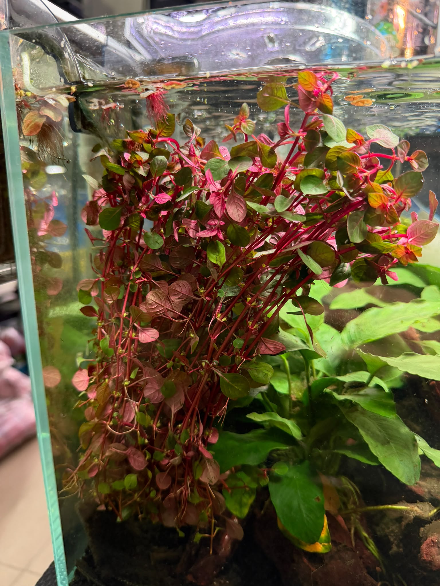 YASAM - Ludwigia Repens Super Red Live Aquarium Plant Red Stem Aquascape Planted Tank