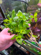 YASAM - Staurogyne Repens Live Aquarium Plant Foreground Carpet Aquascape Planted Tank in Pot