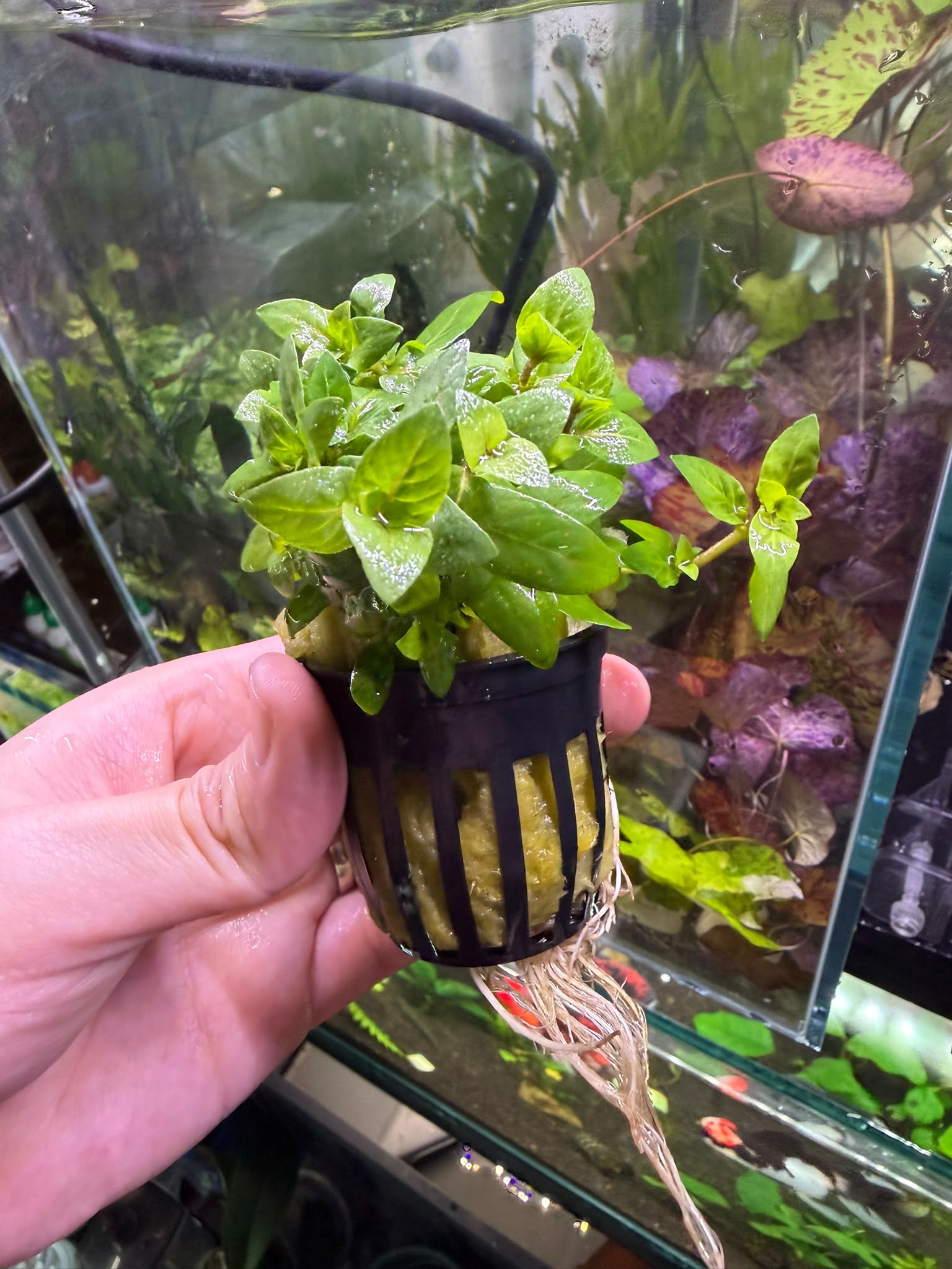 YASAM - Staurogyne Repens Live Aquarium Plant Foreground Carpet Aquascape Planted Tank in Pot