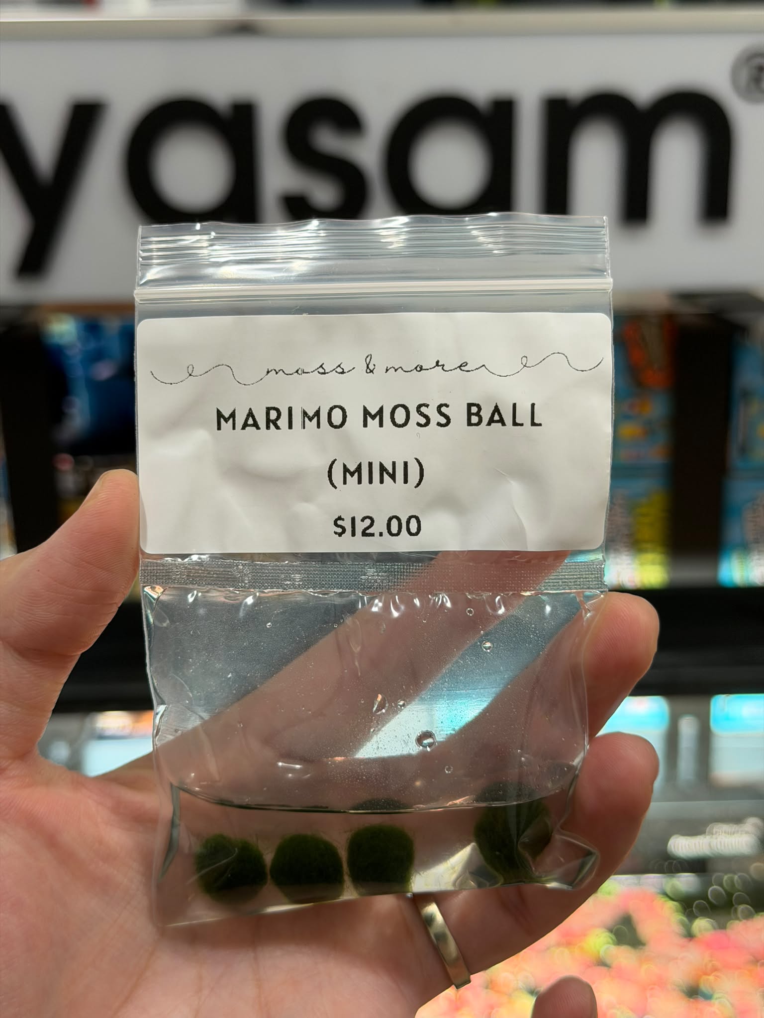 YASAM - Tanaman Hidup Lumut Mini Bola Lumut Marimo