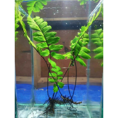 YASAM - 铁线蕨水族馆 Betta 活体植物（至少 2 茎）